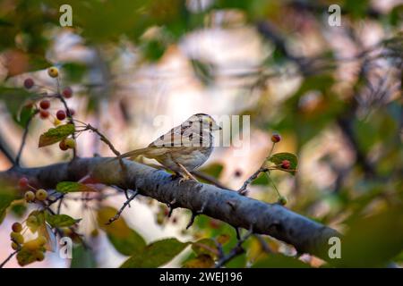 Entzückender WeißkehlenSparrow (Zonotrichia albicollis) schmückt die Wälder des Golden Gate Park, San Francisco. Eine charmante Begegnung mit diesem mi Stockfoto