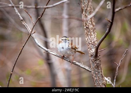 Entzückender WeißkehlenSparrow (Zonotrichia albicollis) schmückt die Wälder des Golden Gate Park, San Francisco. Eine charmante Begegnung mit diesem mi Stockfoto