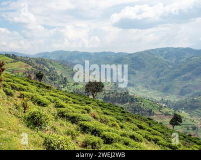 Grüne Teeplantage auf einem Hügel in der Nähe von Kisoro in Uganda Stockfoto