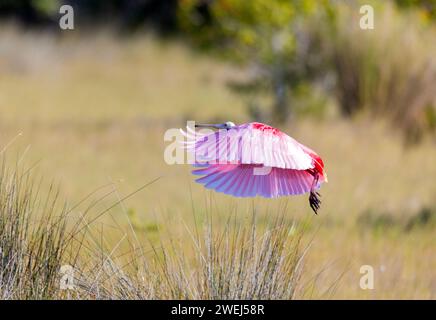 Rosige Löffler im Flug Stockfoto