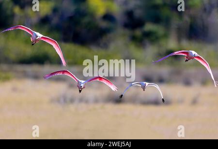 Rosettenlöffel und ein weißer Ibis im Flug Stockfoto