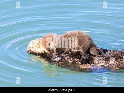 Sea Otter Hält Sehr Jungen Jungen Stockfoto