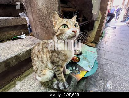 Streunende Katze auf dem Khan el Khalili Basar, einem Labyrinth von Straßen mit buchstäblich Tausenden von Händlern, die ihre Waren verkaufen, in Kairo, Ägypten. Stockfoto