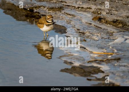 Ein Killdeer (Charadrius vociferus), ein großer Pflug, der am eisigen Rand eines kleinen Baches am Lake Washington im Juanita Bay Park in Kirkla nach Nahrung sucht Stockfoto