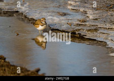 Ein Killdeer (Charadrius vociferus), ein großer Pflug, der am eisigen Rand eines kleinen Baches am Lake Washington im Juanita Bay Park in Kirkla nach Nahrung sucht Stockfoto