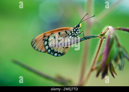 Ein Orange Butterfly Acraea terpsicore, der im Zweig des Baumes thront Stockfoto