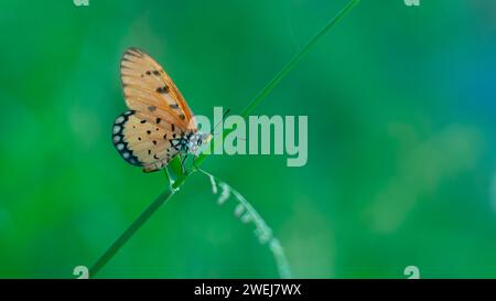 Ein Orange Butterfly Acraea terpsicore, der im Zweig des Baumes thront Stockfoto