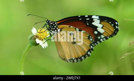 Ein orangener Schmetterling Acraea Terpsicore in Blütenblättern Stockfoto