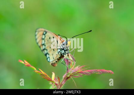 Ein Orange Butterfly Acraea terpsicore, der im Zweig des Baumes thront Stockfoto