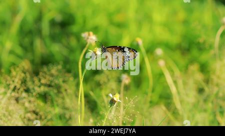 Ein orangener Schmetterling Acraea Terpsicore in Blütenblättern Stockfoto