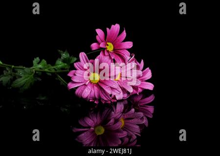 Mehrere Stiele violetter Chrysanthemen in einem Nahaufnahme-Foto drinnen mit Tau auf Blütenblättern in dunklem Hintergrund mit Reflexion Stockfoto