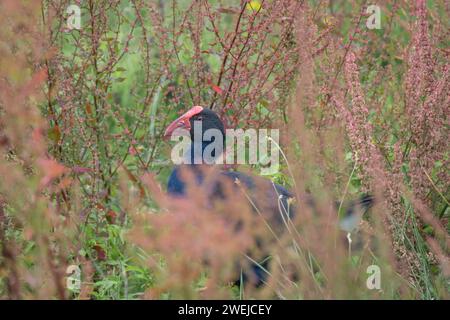 Ein pukeko, der durch das dichte Unterholz des Feuchtgebietes wandert. Stockfoto