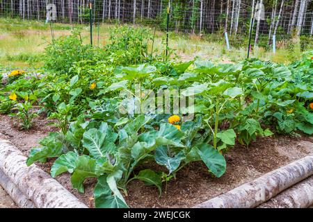 Ein üppiger Hochbeet-Garten im Sommer voller Gemüse und Blumen, einschließlich Grünkohl, Bohnen, Kürbis, Tomaten, Sonnenblumenpflanzen, Kräuter und Ringelblumen. Stockfoto