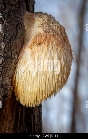 Löwenmähne Pilz (Hericium erinaceus), bekannt als lecker mit gesundheitlichen Vorteilen, sprießt aus einem Ahornbaum Stamm. Raleigh, North Carolina. Stockfoto