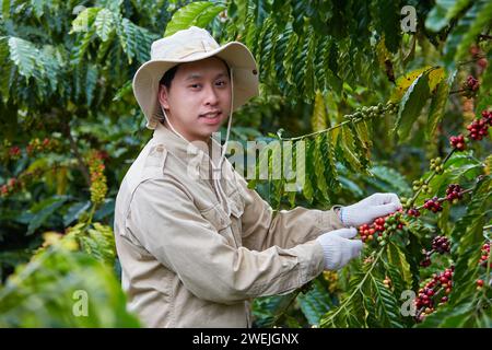 Ein Mann pflückt reife Kaffeebeeren von einem Zweig, im Hintergrund eines grünen Kaffeegartens, einer landwirtschaftlichen Plantage. Stockfoto