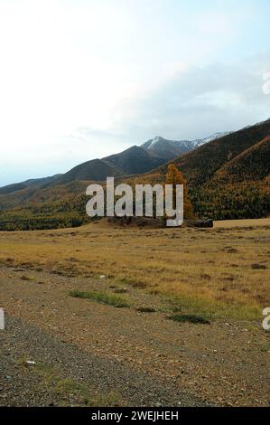 Herbstlichtung mit einer einsamen Lärche am Fuße eines hohen Berges unter bewölktem Himmel. Altai, Sibirien, Russland. Stockfoto