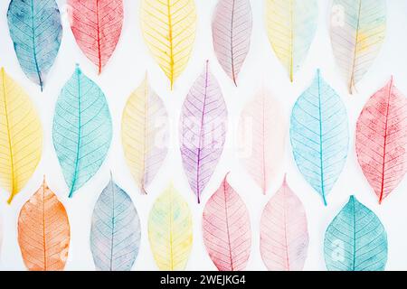 Abstrakte mehrfarbige, transparente Blätter des Skeletts auf weißem Hintergrund Stockfoto