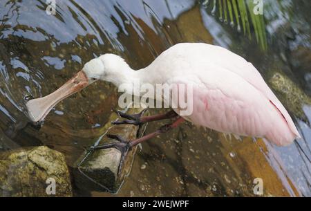 Nahaufnahme eines Rosenlöffelschnabels, der im flachen Wasser nach Nahrung sucht Stockfoto