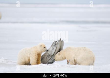 Eisbären, Ursus maritimus, Frühlingsjungen spielen miteinander neben einem Riesenwal, Balaena mysticetus, Kieferknochen auf dem Packeis Alaska Stockfoto