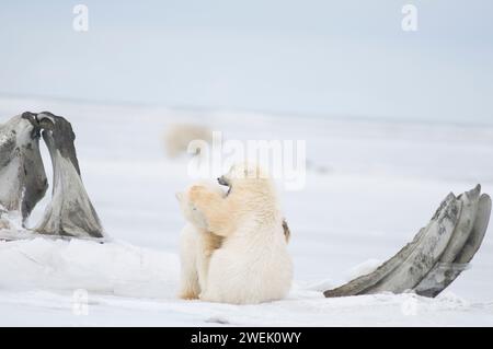 Eisbären, Ursus maritimus, Frühlingsjungen spielen miteinander neben einem Riesenwal, Balaena mysticetus, Kieferknochen auf dem Packeis Alaska Stockfoto