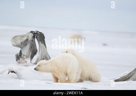 Eisbären, Ursus maritimus, Frühlingsjungen spielen miteinander neben einem Riesenwal, Balaena mysticetus, Kieferknochen auf dem Packeis Alaska Stockfoto