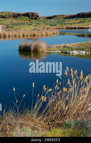 Gadwall Lake, Columbia National Wildlife Refuge, Washington Stockfoto