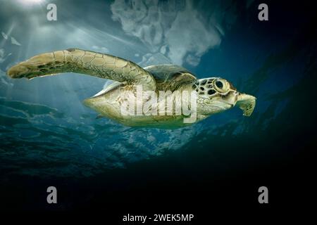 Grüne Schildkröte der Lagune von Mayotte schwimmt über dem Seegras des Ngouja Strandes Stockfoto