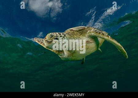 Grüne Schildkröte der Lagune von Mayotte schwimmt über dem Seegras des Ngouja Strandes Stockfoto