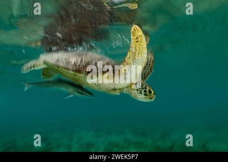 Grüne Schildkröte der Lagune von Mayotte schwimmt über dem Seegras des Ngouja Strandes Stockfoto