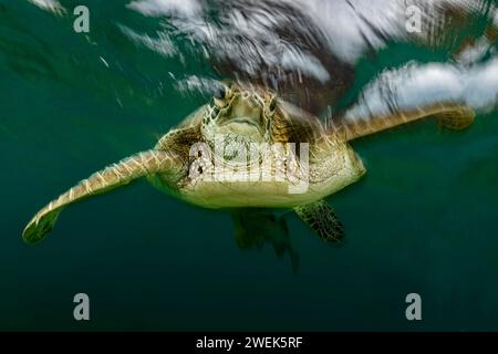 Grüne Schildkröte der Lagune von Mayotte schwimmt über dem Seegras des Ngouja Strandes Stockfoto