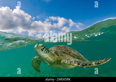 Grüne Schildkröte der Lagune von Mayotte schwimmt über dem Seegras des Ngouja Strandes Stockfoto