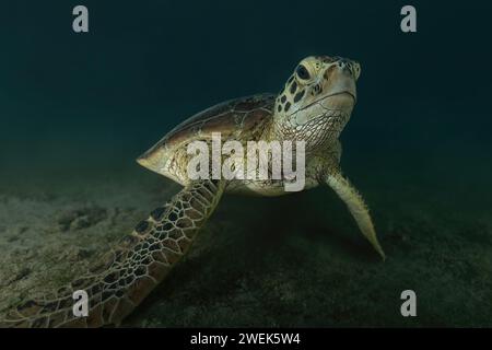 Grüne Schildkröte der Lagune von Mayotte schwimmt über dem Seegras des Ngouja Strandes Stockfoto