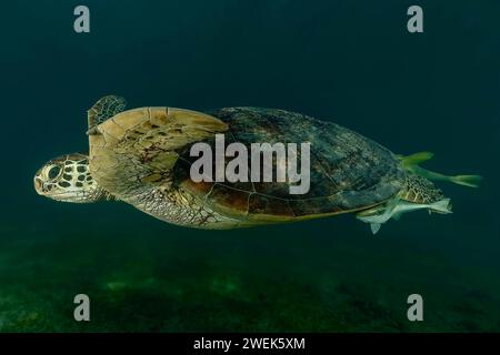 Grüne Schildkröte der Lagune von Mayotte schwimmt über dem Seegras des Ngouja Strandes Stockfoto