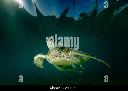 Grüne Schildkröte der Lagune von Mayotte schwimmt über dem Seegras des Ngouja Strandes Stockfoto