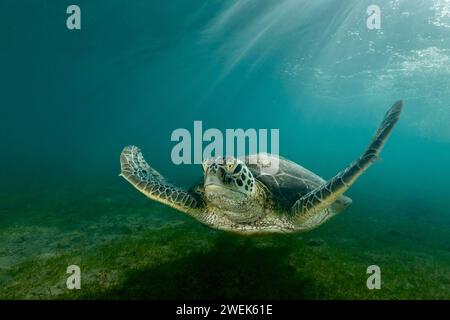 Grüne Schildkröte der Lagune von Mayotte schwimmt über dem Seegras des Ngouja Strandes Stockfoto