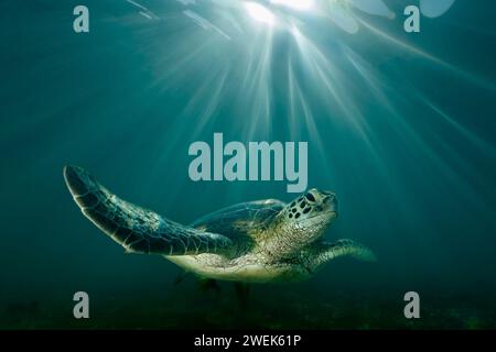 Grüne Schildkröte der Lagune von Mayotte schwimmt über dem Seegras des Ngouja Strandes Stockfoto