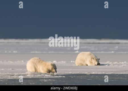 Eisbär, Ursus maritimus, ruht, während ihr Jungtier auf neu gebildetem Packeis entlang der arktischen Küste spielt, 1002 Gebiet des ANWR Alaska Stockfoto