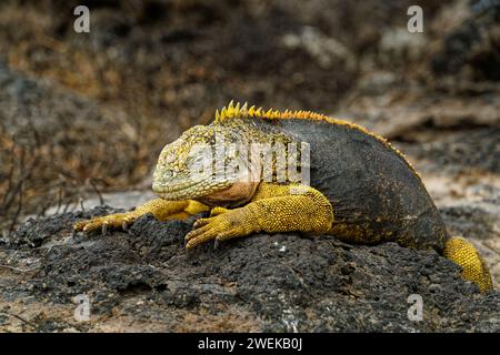 Ein Galapagos-Land Leguan beim Sonnenbaden auf der Plaza Sur Island, Galapagos Islands, Ecuador. Stockfoto