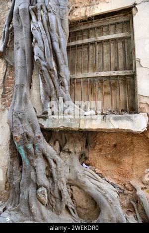 Ein großer Baum, der über einem verlassenen Haus im alten Havanna wächst. Stockfoto