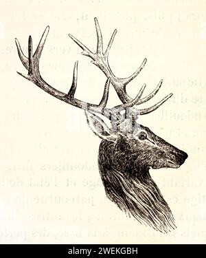 Alte gravierte Abbildung des Rotwild-Kopfes. Von unbekanntem Autor, veröffentlicht auf Brehm, Les Mammifers, Baillière et fils, Paris, 1878 Stockfoto