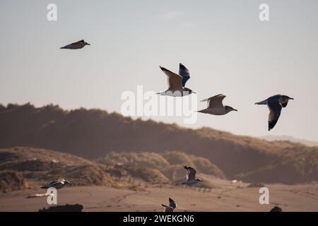 Eine Vogelschar, die im Einklang über einem Strand schweben. Stockfoto