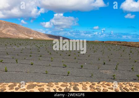 Junge Rebstöcke auf schwarzem vulkanischem Boden in den Weinbergen von La Geria Azinast wolkenlosem blauem Himmel. Lanzarote, Kanarische Inseln, Spanien. Stockfoto