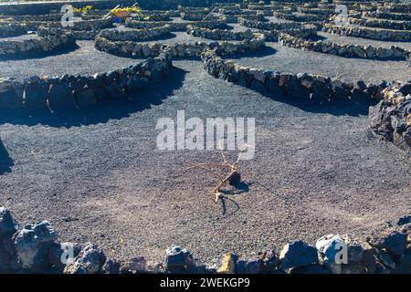 Junge Rebstöcke auf schwarzem vulkanischem Boden in den Weinbergen von La Geria Azinast wolkenlosem blauem Himmel. Lanzarote, Kanarische Inseln, Spanien. Stockfoto