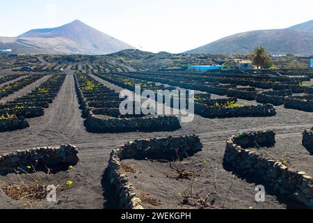 Junge Rebstöcke auf schwarzem vulkanischem Boden in den Weinbergen von La Geria Azinast wolkenlosem blauem Himmel. Lanzarote, Kanarische Inseln, Spanien. Stockfoto