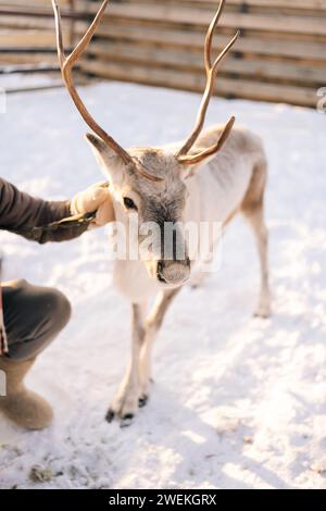 Vertikal geschnittene Aufnahme eines nicht erkennbaren Mannes in warmen Kleidern, der an sonnigen Wintertagen süße junge Rentiere auf einer verschneiten Hirschfarm umarmt und füttert. Stockfoto