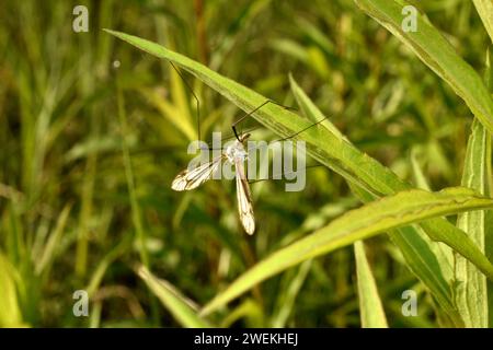 Eine langbeinige Mücke, die grau-braun gefärbt ist, liegt auf einem Grasblatt. Stockfoto