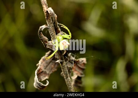 Eine grüne Blumenspinne jagt auf trockenem Gras. Stockfoto