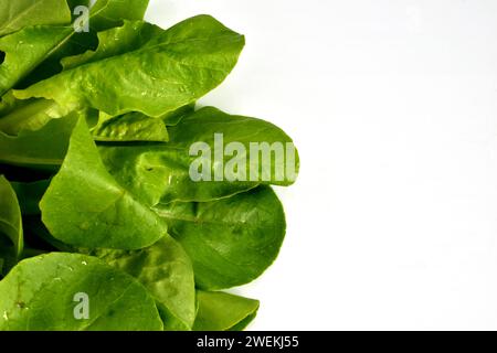 Grüne Sauerampfer-Blätter liegen auf weißem Hintergrund. Stockfoto