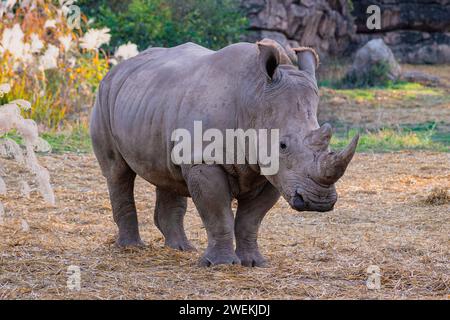 Das beschauliche Weiße Rhinozeros liegt inmitten einer ruhigen Landschaft, die in den sanften goldenen Tönen der Abendsonne getaucht ist und ein Gefühl von Frieden und Pracht vermittelt. Stockfoto