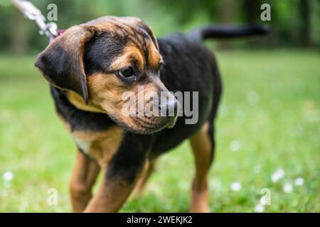 Rottweiler Labrador Mix Welpen Babywäschehund entspannend im Freien gemischte Rasse Hund Nahaufnahme. Stockfoto